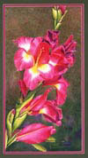 gladiolus
