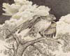 hawk