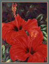 hibiscus