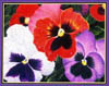 pansies