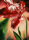 tulip
